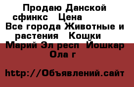  Продаю Данской сфинкс › Цена ­ 2 000 - Все города Животные и растения » Кошки   . Марий Эл респ.,Йошкар-Ола г.